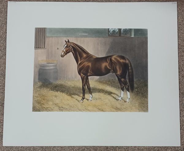 Ets Thomas Ross Collectie - Gallinule door A. Charell 1908 - Afbeelding 2