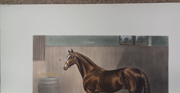 Ets Thomas Ross Collectie - Gallinule door A. Charell 1908 - Afbeelding 4