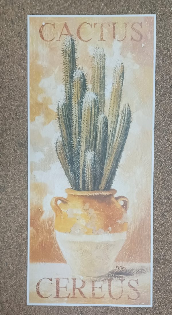 poster Universal Prints: Pascal Cessou - Cactus, Cereus 31 x 70 cm