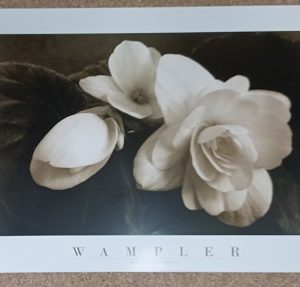poster Universal Prints: Sondra Wampler - Blooming Begonias I 91 x 66 cm