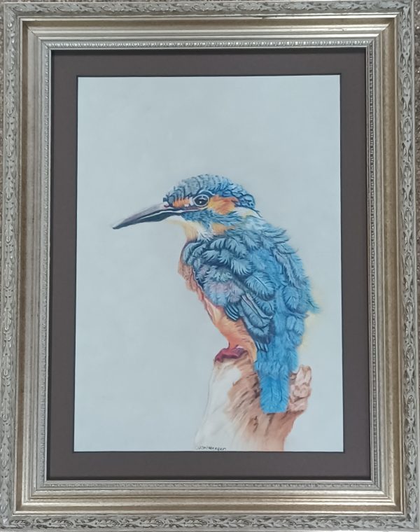 Tekening Claudia van Antwerpen - ijsvogel  29 x 38.5 glasmaat