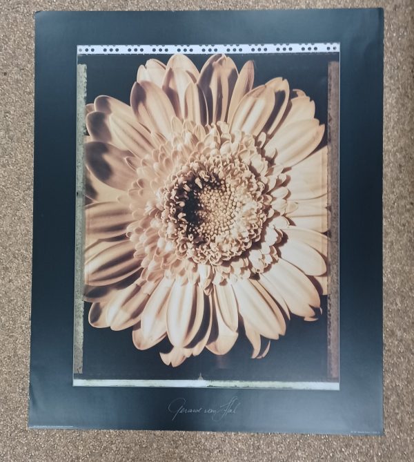 poster Eurographics Gerard van Hal - Beautiful Flower I 50 x 60 cm - Afbeelding 2