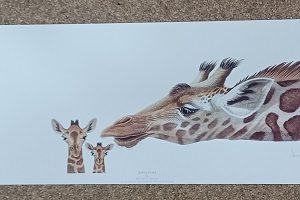 poster Image’s Warwick Higgs – Whispers 59 x 25 cm