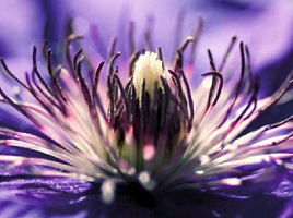 poster PGM Kirsten Riedt - purple melody 80 x 60 cm