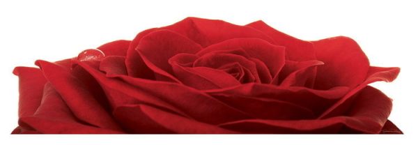 poster Guillaume Plisson: Rose Rouge 95 x 33 cm