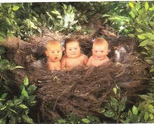poster Anne Geddes: kinderen in vogelnest 50 x 40 cm