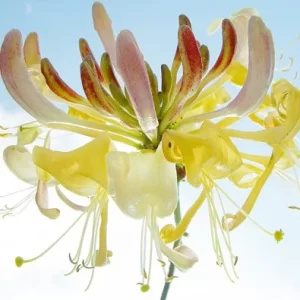 poster Ingrid Ulmer - Ballet 50 x 50 cm