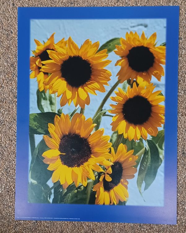 poster Verkerke: Kris Coppieters - six sunflowers 30 x 40 cm
