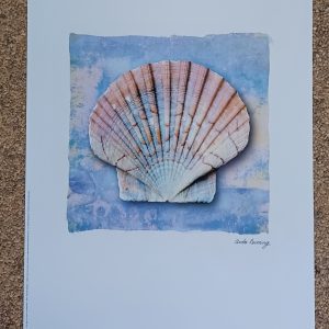 poster Verkerke:  Anita Levering - Pecten Maximus lower valve 30 x 40 cm