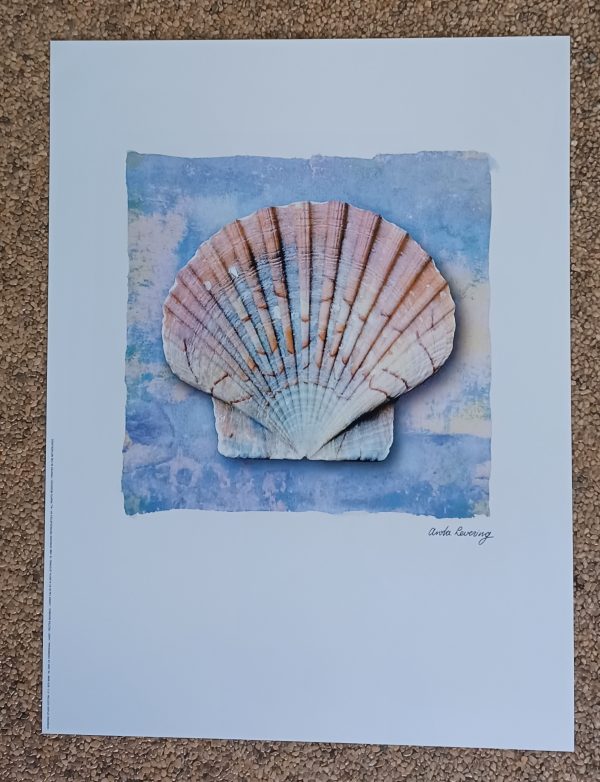 poster Verkerke:  Anita Levering - Pecten Maximus lower valve 30 x 40 cm