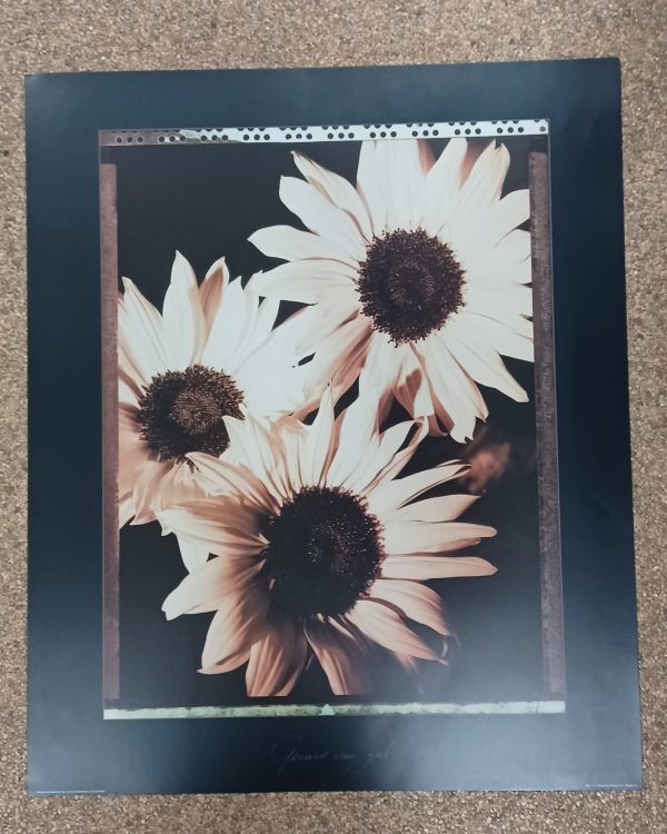 poster  Eurographics Gerard van Hal - Beautiful flowers IV  50 x 60 cm - Afbeelding 2