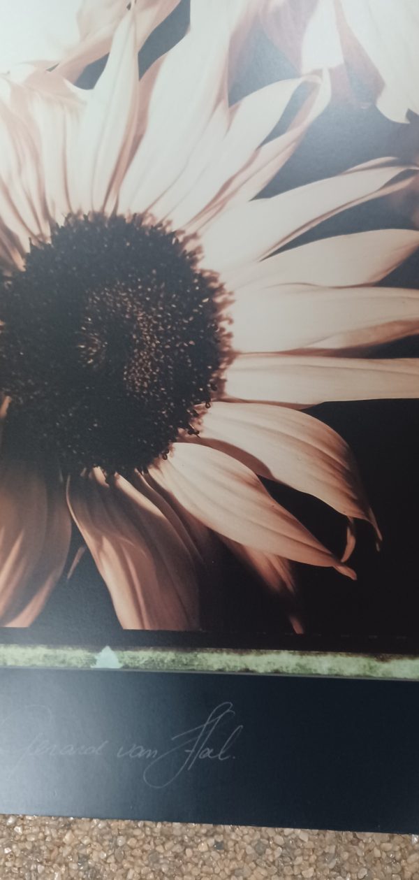 poster  Eurographics Gerard van Hal - Beautiful flowers IV  50 x 60 cm - Afbeelding 3