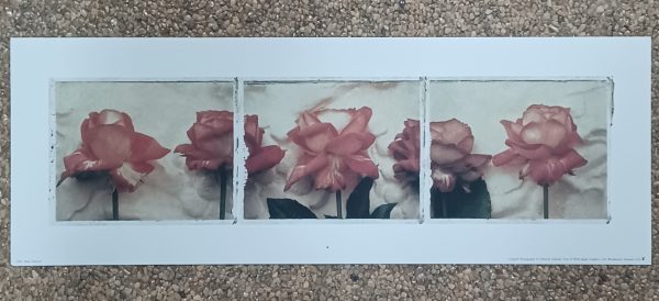 poster Wild Apple: Deborah Schenck - Rose Triptych 35.6 x 12.7 cm