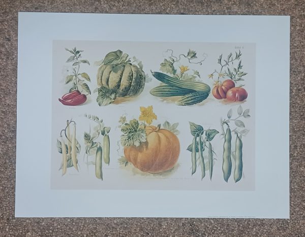 poster Universal Prints:  Anonym - Légumes I 40 x 30 cm