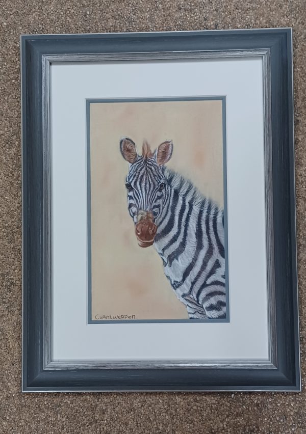 Tekening Claudia van Antwerpen - Zebra 30 x 40 cm - Afbeelding 3