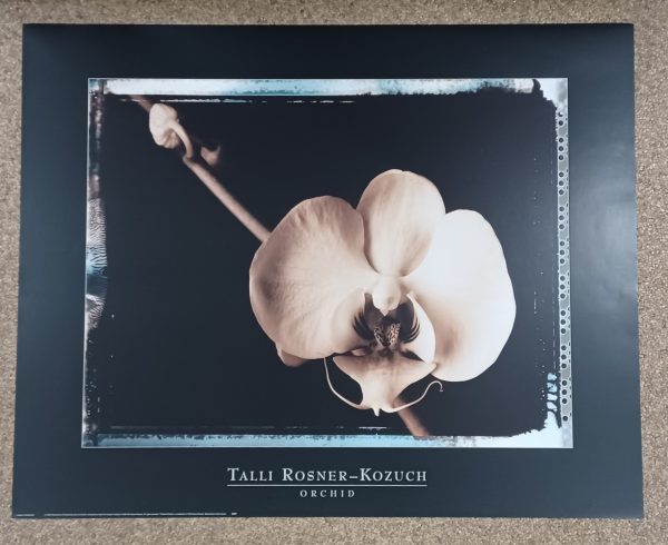 poster Eurographics Talli Rosner-Kozuch - Orchid 80 x 60 cm - Afbeelding 2