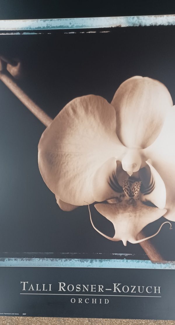 poster Eurographics Talli Rosner-Kozuch - Orchid 80 x 60 cm - Afbeelding 3