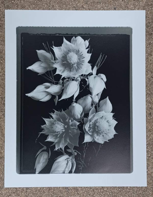 poster Eurographics Artiest onbekend Bloemen 45 x 50 cm