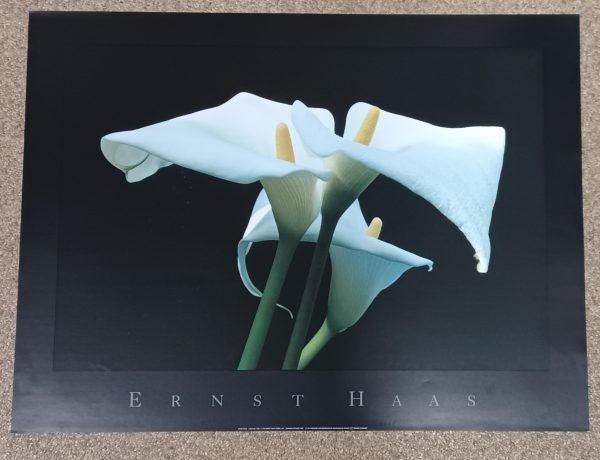 poster Universal Prints: Ernst Haas - Calla Lily 80 x 60 cm