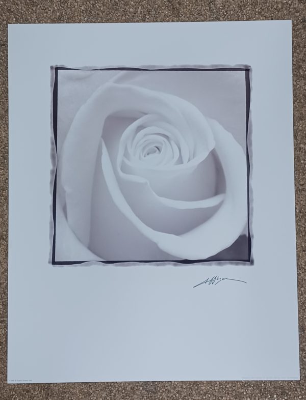 poster Eurographics Angelos Zimaras - White Rose 40 x 50 cm