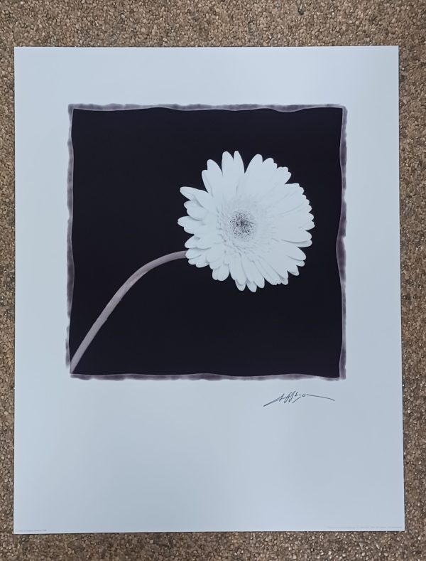 poster Eurographics Angelos Zimaras - Gerbera 40 x 50 cm