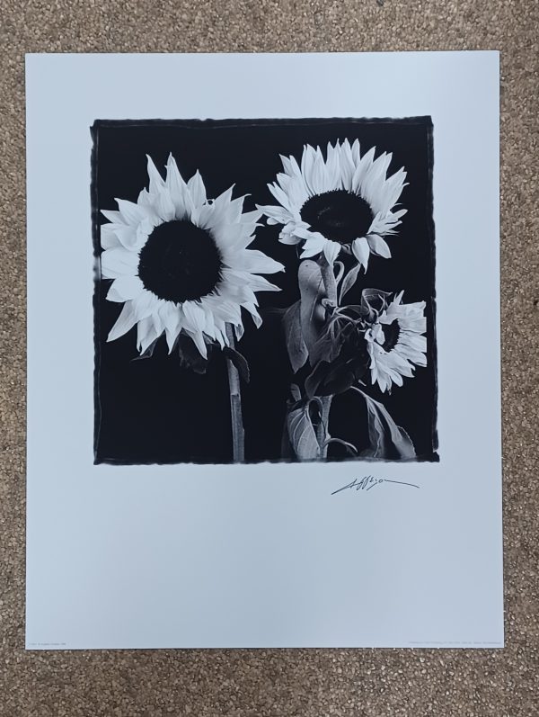 poster Eurograpics Angelos Zimaras - Zonnebloem 40 x 50 cm