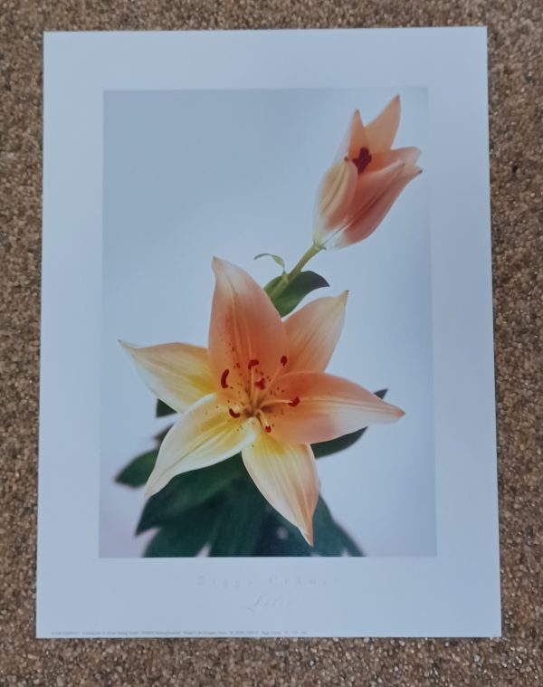 poster Eurographics Ziggy Cramer - Lilie oranje 30 x 40 cm