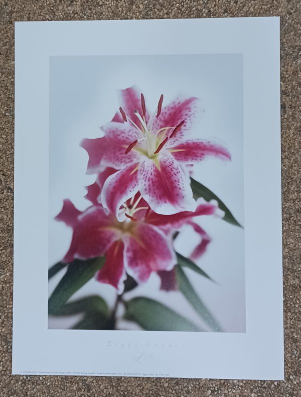 poster Eurographics Ziggy Cramer - Lilie rose 30 x 40 cm