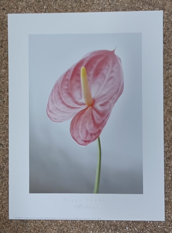 poster Eurograpics Ziggy Cramer - Anthurie 30 x 40 cm