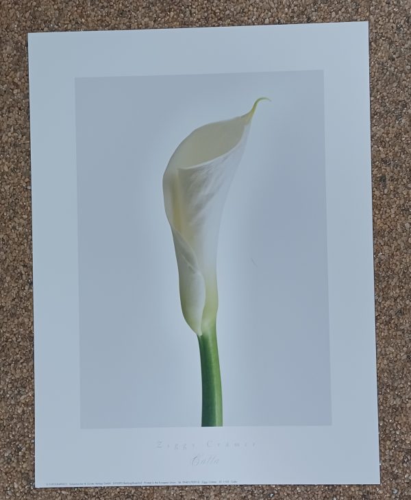 poster Eurograpics Ziggy Cramer - Calla 30 x 40 cm