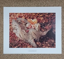 poster Ricordi Anne Geddes - Woodland Fairy 50 x 40 cm