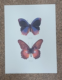 poster Ricordi Anonymous - Butterflies 30 x 40 cm