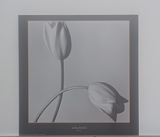 poster Ricordi Greg Bruce - Tulips 70 x 70 cm